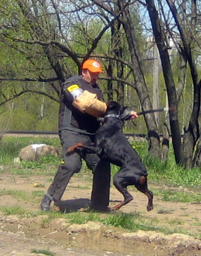 dog trainer school